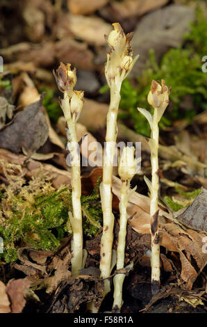 Nid d'oiseau jaune - hypopitys Monotropa usine bois hêtre saprophytes Banque D'Images