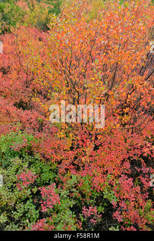 Les plantes de la toundra à la couleur en automne le long de la rive du lac Ennadai, Arctique Haven Lodge, Lake Ennadai, Nunavut, Canada Banque D'Images