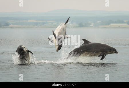 Trois dauphins enfreindre simultanément dans le Moray, en Écosse. Banque D'Images