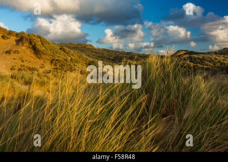 L'ammophile des graminées et des dunes de sable située à Baie de Holywell à Cornwall au cours de la lumière du soir près de coucher du soleil. Banque D'Images