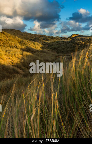 L'ammophile des graminées et des dunes de sable située à Baie de Holywell à Cornwall au cours de la lumière du soir près de coucher du soleil. Banque D'Images