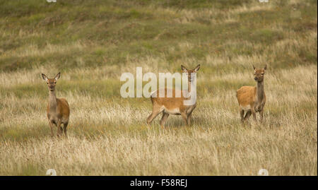 Trois red deer hinds dans l'herbe haute sur les Hébrides extérieures, en Écosse Banque D'Images