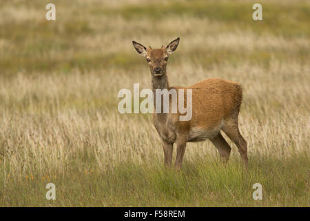 Red Deer est un hind d'alerte dans l'herbe sur les Hébrides extérieures, en Écosse Banque D'Images