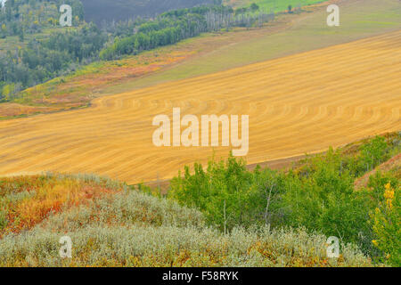 Donnant sur les terres agricoles dans la vallée de la rivière de la paix, l'autoroute 29 à Hudson's Hope, Colombie-Britannique British Columbia, Canada Banque D'Images