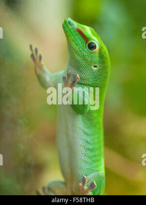 Un jour Madagascar mâle Phelsuma madagascariensis madagascariensis (gecko) sur le verre clair. Banque D'Images
