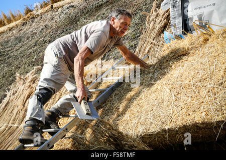 Thatchers qualifiés au travail de la restauration d'un toit de chaume sur un chalet dans le Northamptonshire, Angleterre. Thatch offre un haut niveau d'isolation Banque D'Images