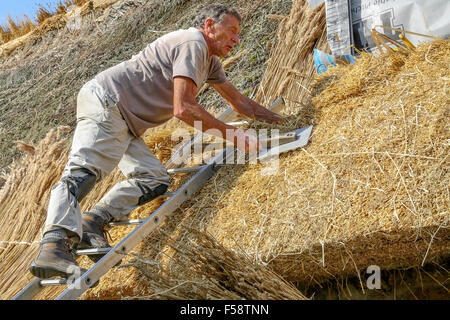 Thatchers qualifiés au travail de la restauration d'un toit de chaume sur un chalet dans le Northamptonshire, Angleterre. Thatch offre un haut niveau d'isolation Banque D'Images