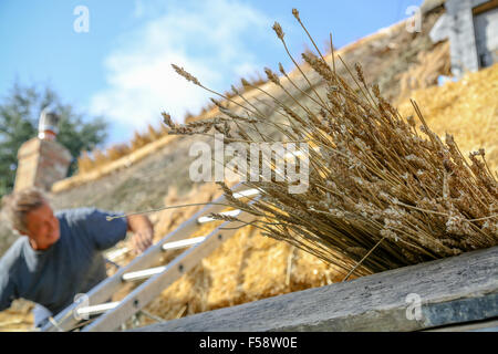 Thatchers qualifiés au travail de la restauration d'un toit de chaume sur un chalet dans le Northamptonshire, Angleterre. Thatch offre un haut niveau d'isolation Banque D'Images