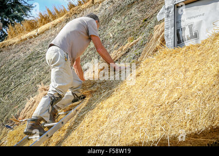 Thatchers qualifiés au travail de la restauration d'un toit de chaume sur un chalet dans le Northamptonshire, Angleterre. Thatch offre un haut niveau d'isolation Banque D'Images