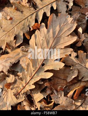 Feuilles de chêne brun sec sur le terrain au cours de l'automne en Ecosse, Royaume-Uni, BHZ Banque D'Images