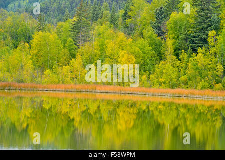 Au début de l'automne réflexions dans un petit lac, près de McLeese Lake, British Columbia, Canada Banque D'Images