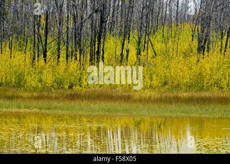 Une nouvelle croissance dans une forêt feu brûler, près de Cache Creek, Colombie-Britannique, Canada Banque D'Images