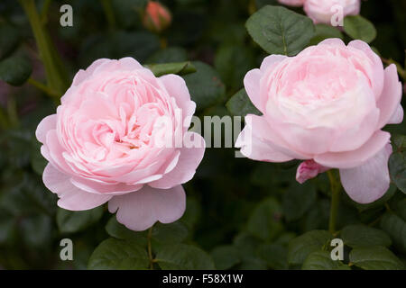 Rosa 'Reine de Suède" Austiger Banque D'Images