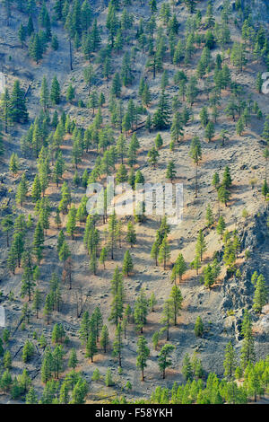 Pins ponderosa dans la vallée de la rivière Thompson, la Route 1 Quesnel pour Hope, Colombie-Britannique, Canada Banque D'Images