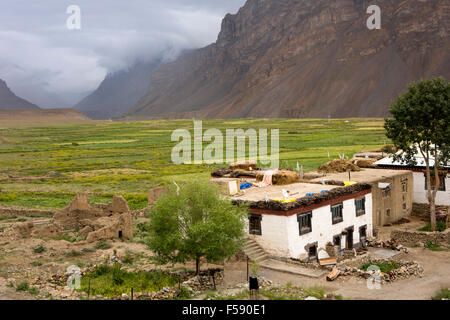 L'Inde, l'Himachal Pradesh, le Spiti Valley, Hull (Hal), le village et les champs agricoles fertiles Banque D'Images