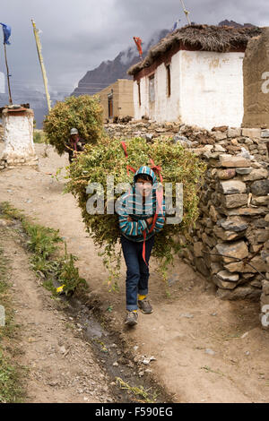 L'Inde, l'Himachal Pradesh, le Spiti Valley, Khurik hommes portant des cultures de pois dans le village de champs environnants Banque D'Images