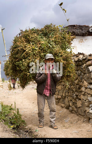 L'Inde, l'Himachal Pradesh, le Spiti Valley, Khurik homme portant des cultures de pois dans le village de champs environnants Banque D'Images