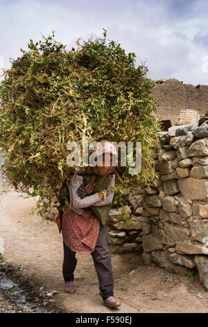 L'Inde, l'Himachal Pradesh, le Spiti Valley, Khurik femme portant des cultures de pois dans le village de champs environnants Banque D'Images