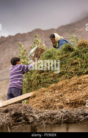 L'Inde, l'Himachal Pradesh, le Spiti Valley, Khurik village, l'homme récolte de pois de levage pour femme sur toit de maison Banque D'Images