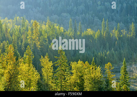 Une île de l'arbre dans le Illecilliwat Misty River, Revelstoke, British Columbia, Canada Banque D'Images