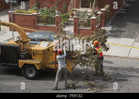 Le retrait d'arbres NYC crew couper un arbre en danger s'éteindre pendant une tempête. Brooklyn, New York. Banque D'Images