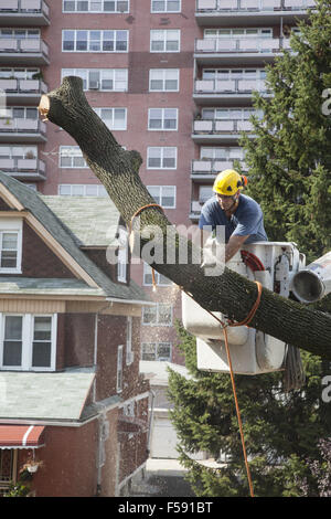 Le retrait d'arbres NYC crew couper un arbre en danger s'éteindre pendant une tempête. Brooklyn, New York. Banque D'Images