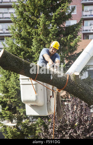 Le retrait d'arbres NYC crew couper un arbre en danger s'éteindre pendant une tempête. Brooklyn, New York. Banque D'Images