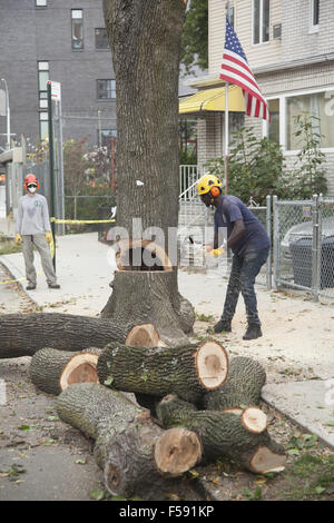 Le retrait d'arbres NYC crew couper un arbre en danger s'éteindre pendant une tempête. Brooklyn, New York. Banque D'Images