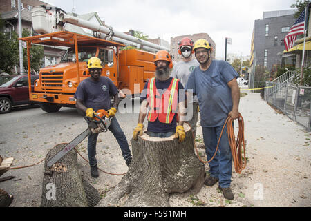 Le retrait d'arbres NYC crew couper un arbre mort en danger s'éteindre pendant une tempête. Brooklyn, New York. Banque D'Images