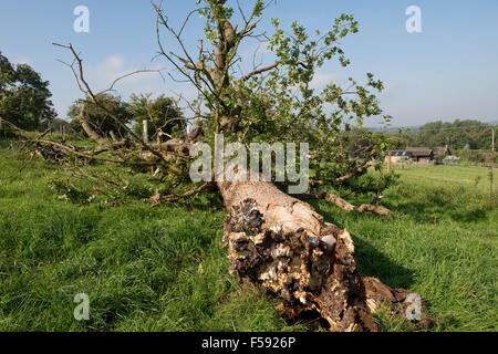 Fallen Oak tree, Quercus robur, avec feuillage clairsemé pourries et tués par plusieurs champignons pathogènes, Berkshire, Septembre Banque D'Images