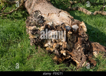 Fallen Oak tree pourriture et tué par plusieurs champignons pathogènes avec des organes forment à sa base, Septembre Banque D'Images