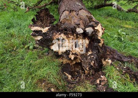 Fallen Oak tree pourriture et tué par plusieurs champignons pathogènes avec des organes forment à sa base, Septembre Banque D'Images