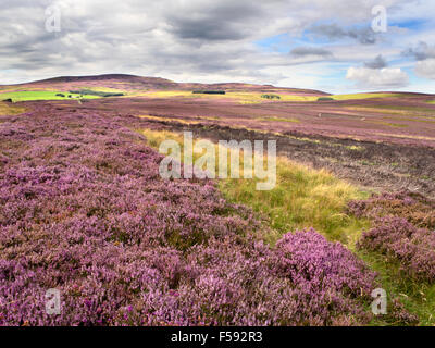 Vue sur la lande à bruyère Maison Commonburn et Newton Tors près de Wooler Parc National de Northumberland England Banque D'Images