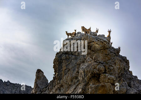 Bouquetin des Alpes, également steinbock ou bouquetin (Capra ibex) troupeau avec les enfants sur les roches, Gramais, vallée de Lech, dans le Tyrol, Autriche Banque D'Images