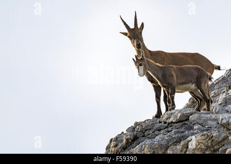 Bouquetin des Alpes, également steinbock ou bouquetin (Capra ibex), la chèvre avec kid rock sur permanent, Gramais, vallée de Lech, dans le Tyrol, Autriche Banque D'Images