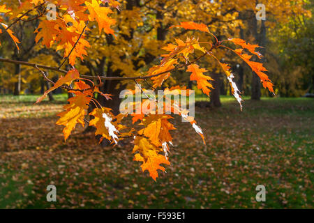 L'automne les feuilles des arbres de chêne Banque D'Images