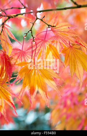 Acer palmatum 'Elegans'. En automne de l'érable japonais Banque D'Images