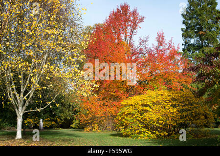 Gomme noir 'Wisley Bonfire' arbre et couleurs d'automne au RHS Wisley Gardens, Surrey, Angleterre Banque D'Images