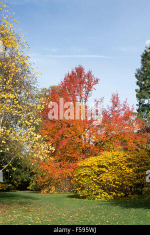 Gomme noir 'Wisley Bonfire' arbre et couleurs d'automne au RHS Wisley Gardens, Surrey, Angleterre Banque D'Images