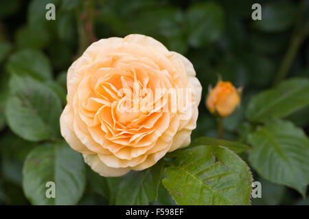 Rosa 'Absolutely Fabulous' (Wekvossutono). Golden rose jaune dans un jardin anglais. Banque D'Images