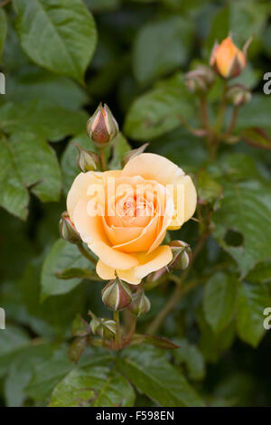 Rosa 'Absolutely Fabulous' (Wekvossutono). Golden rose jaune dans un jardin anglais. Banque D'Images