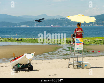 Un oiseau au-delà de la protection de la vie à la troisième plage, le parc Stanley, Vancouver, BC, Canada. Banque D'Images