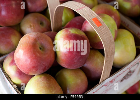 Les pommes McIntosh au farmers market - USA Banque D'Images