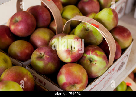 Les pommes McIntosh au farmers market - USA Banque D'Images