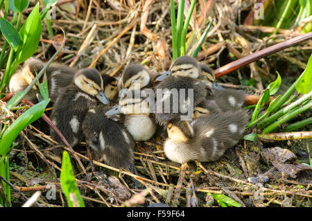 Poussins de canard marbré (Anas fulgula), réserve naturelle de Gren Cay, Delray Beach, Floride, États-Unis Banque D'Images