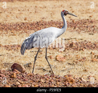 Grue Brolga, Australiens, Grus rubicunda, grand oiseau gris élégant à Bladensburg Parc National près de Winton dans outback Queensland Banque D'Images