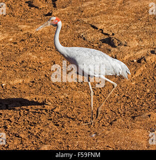 Grue Brolga, Australiens, Grus rubicunda, grand oiseau gris élégant marche sur sol rouge sec de lit de rivière dans l'outback Queensland Banque D'Images