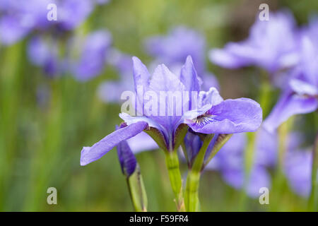 Iris sibirica 'Sea Shadows' fleurs. Banque D'Images
