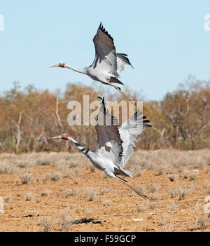Deux brolgas, grues, Grus rubicunda australienne, les grands oiseaux gris élégant en vol sur fond de ciel bleu dans l'outback Queensland Banque D'Images