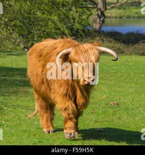 Highland Cattle Banque D'Images